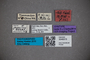 3048315 Stenus sinensis ST labels2 IN