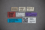 3048317 Stenus sodalis ST labels2 IN