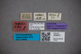 3048317 Stenus sodalis ST labels IN
