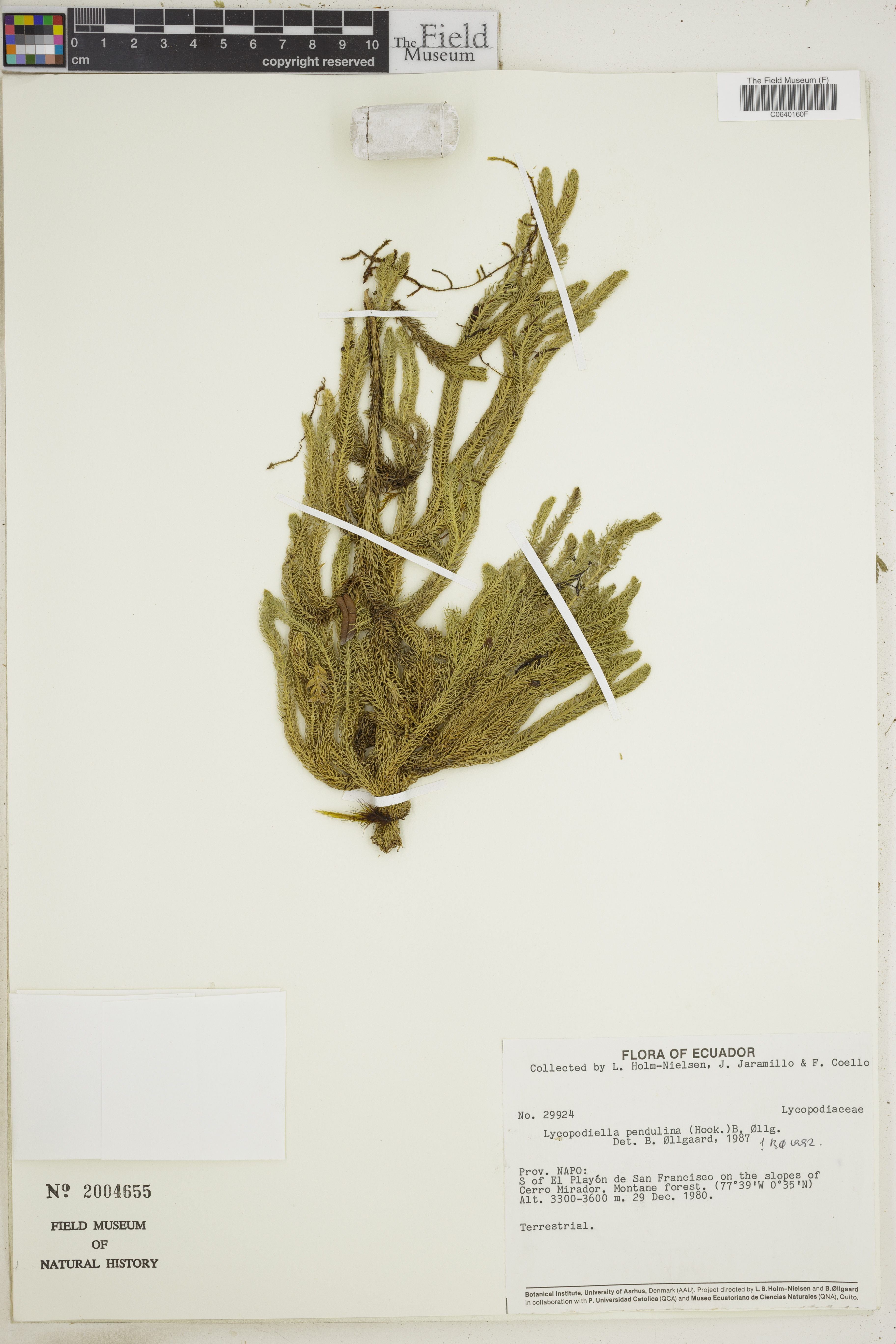 Lycopodiella pendulina image