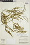 Lycopodiella riofrioi image