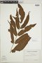 Tectaria andina image