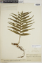 Polypodium fuscopetiolatum image