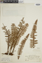 Polypodium hirsutissimum image