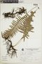 Polypodium lasiopus image