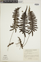 Polypodium lasiopus image