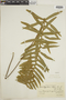 Polypodium latipes image