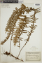 Polypodium lepidopteris image