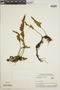 Polypodium leucosporum image