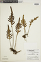 Polypodium leucosporum image