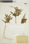 Selaginella amazonica image