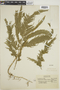 Selaginella anceps image