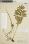 Selaginella cheiromorpha image