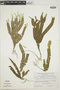 Selaginella speciosa image