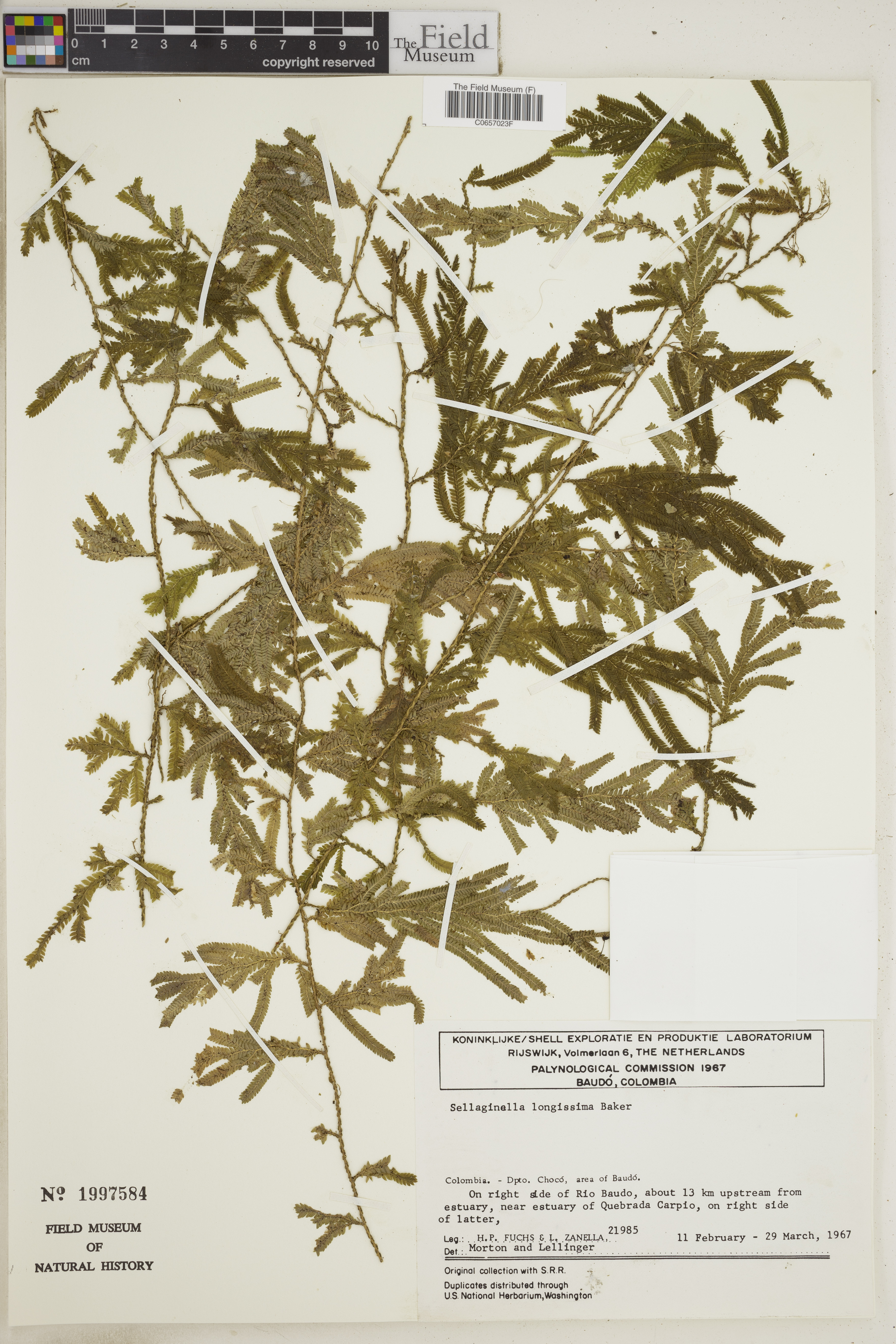 Selaginella longissima image