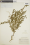 Selaginella mnioides image