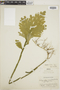 Selaginella praestans image