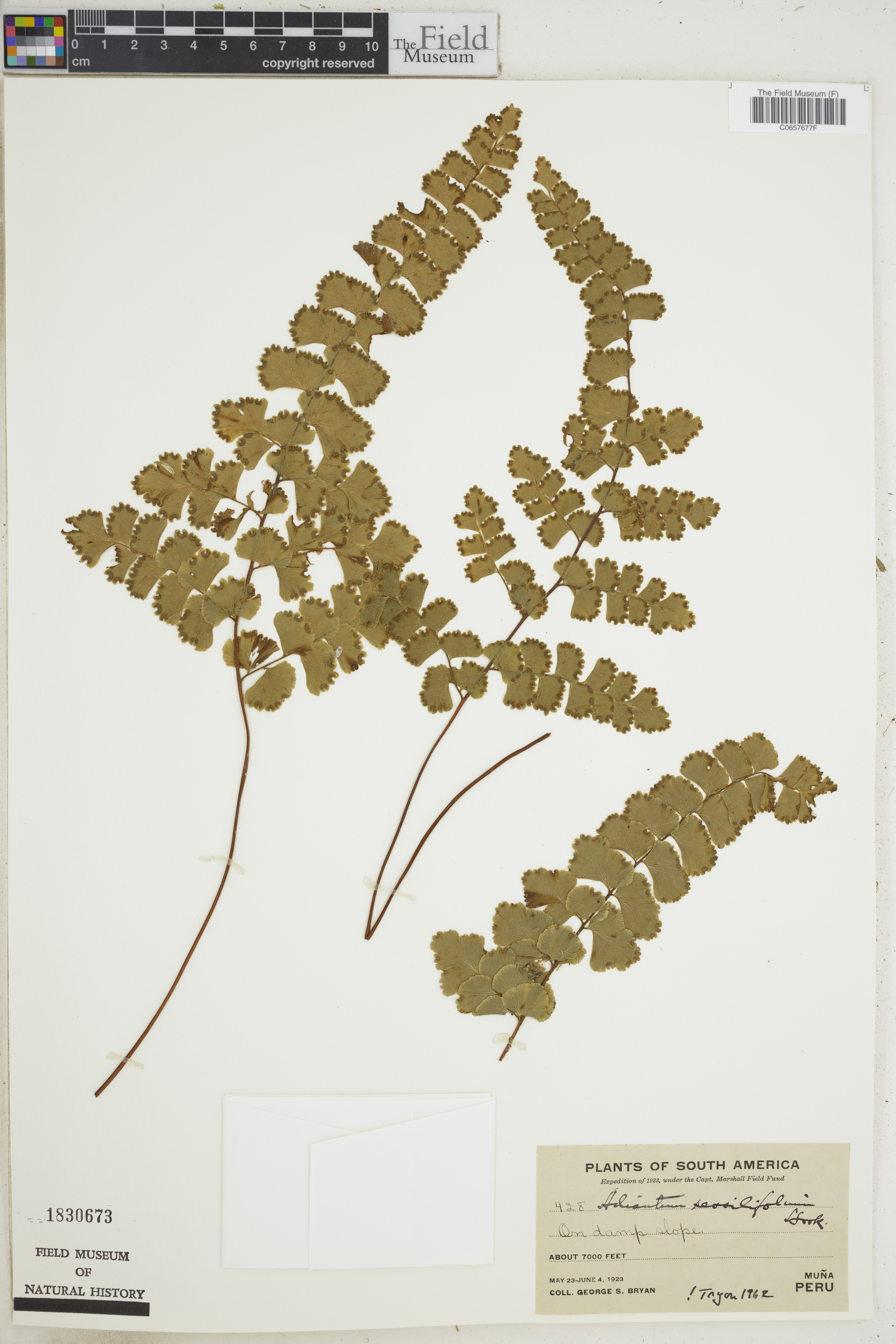 Adiantum sessilifolium image