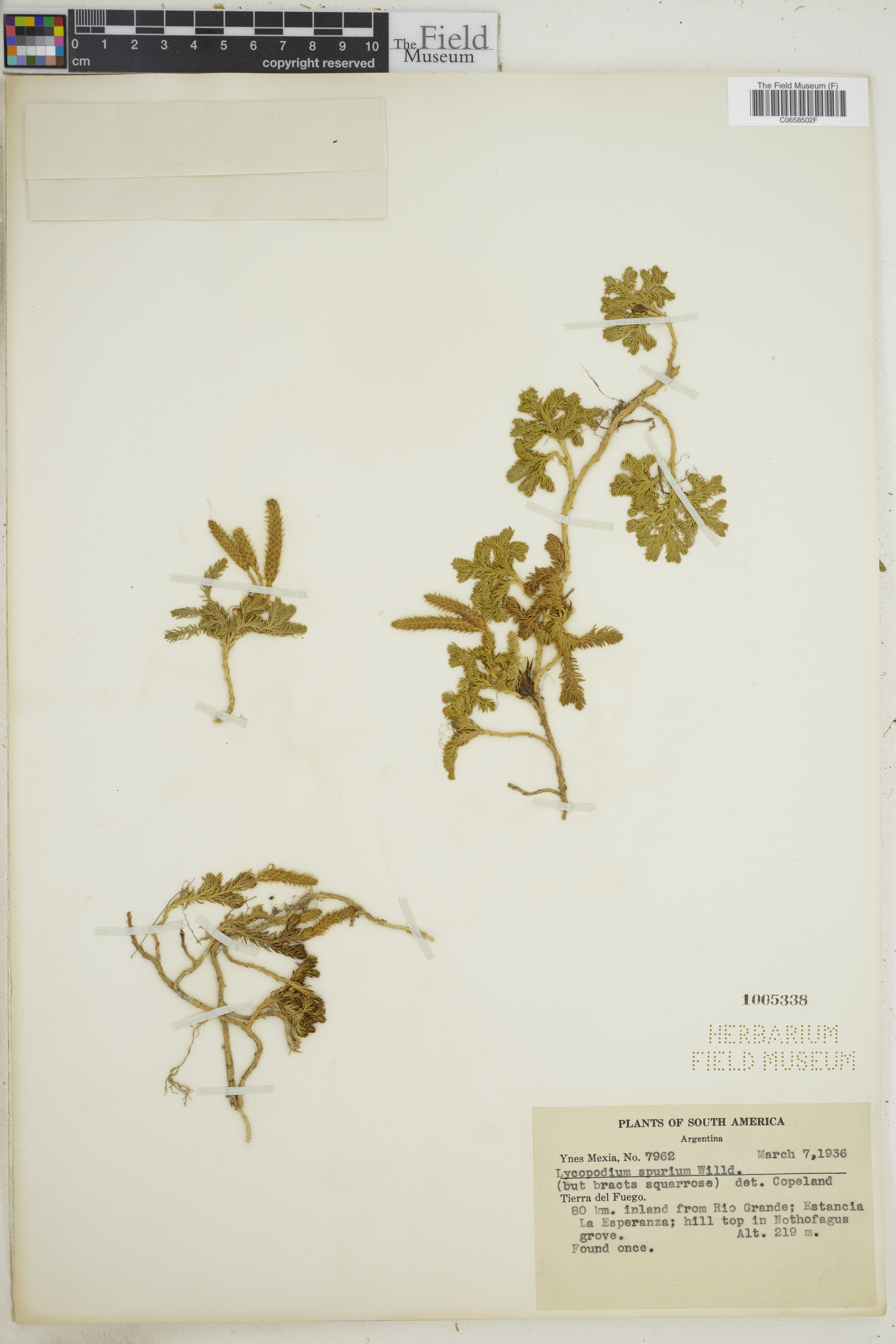 Lycopodium spurium image