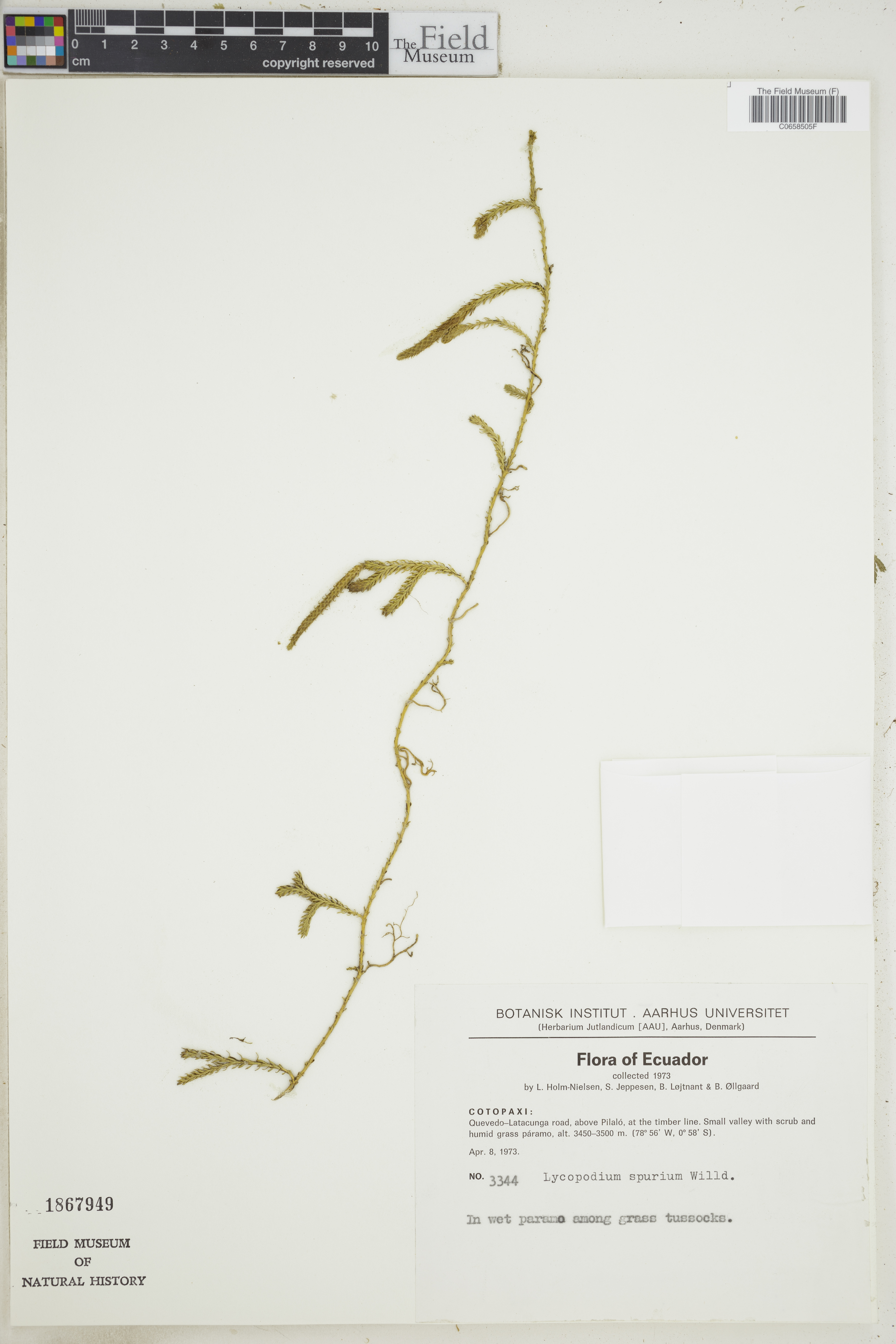 Lycopodium spurium image