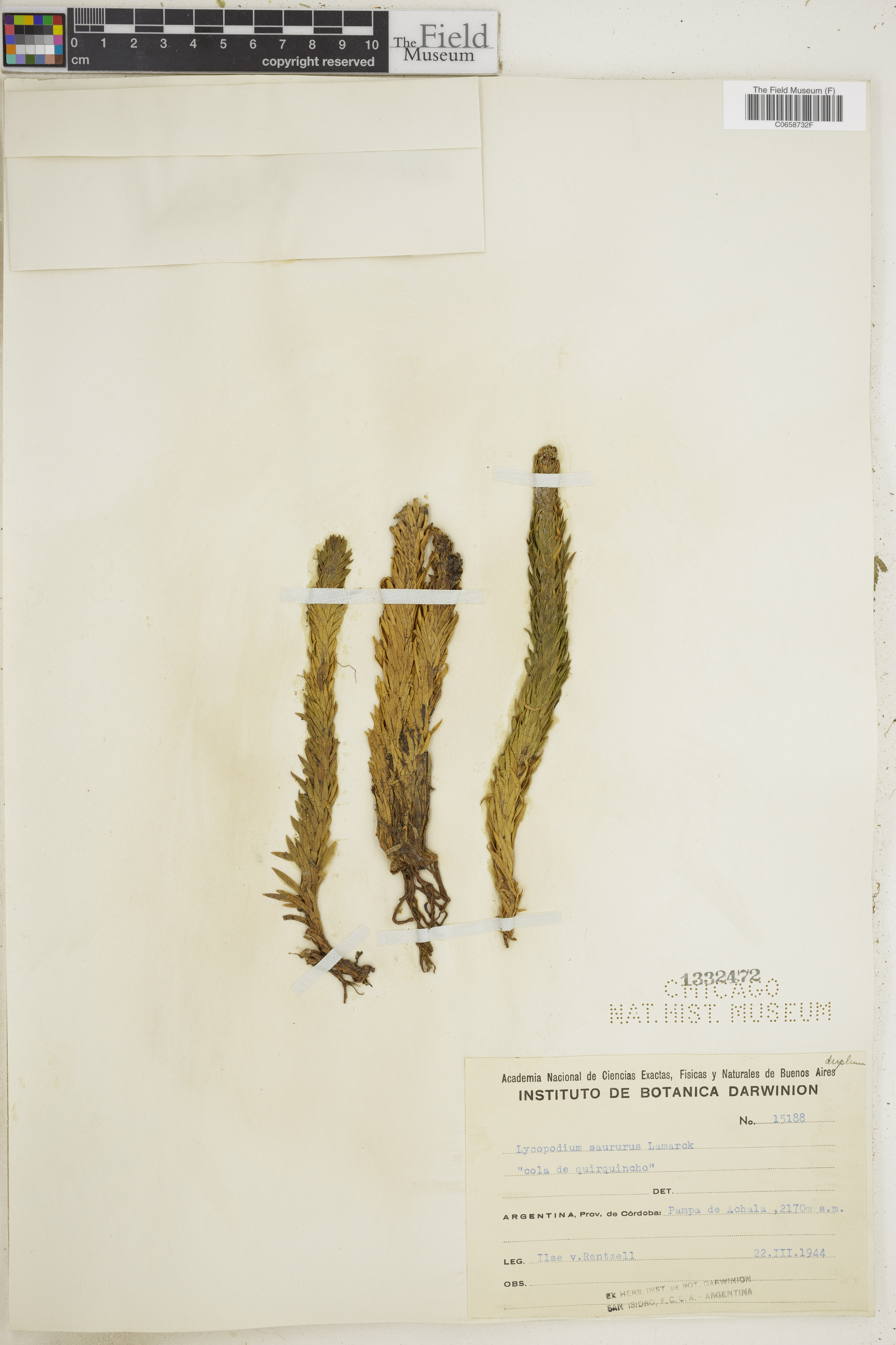 Lycopodium saururus image