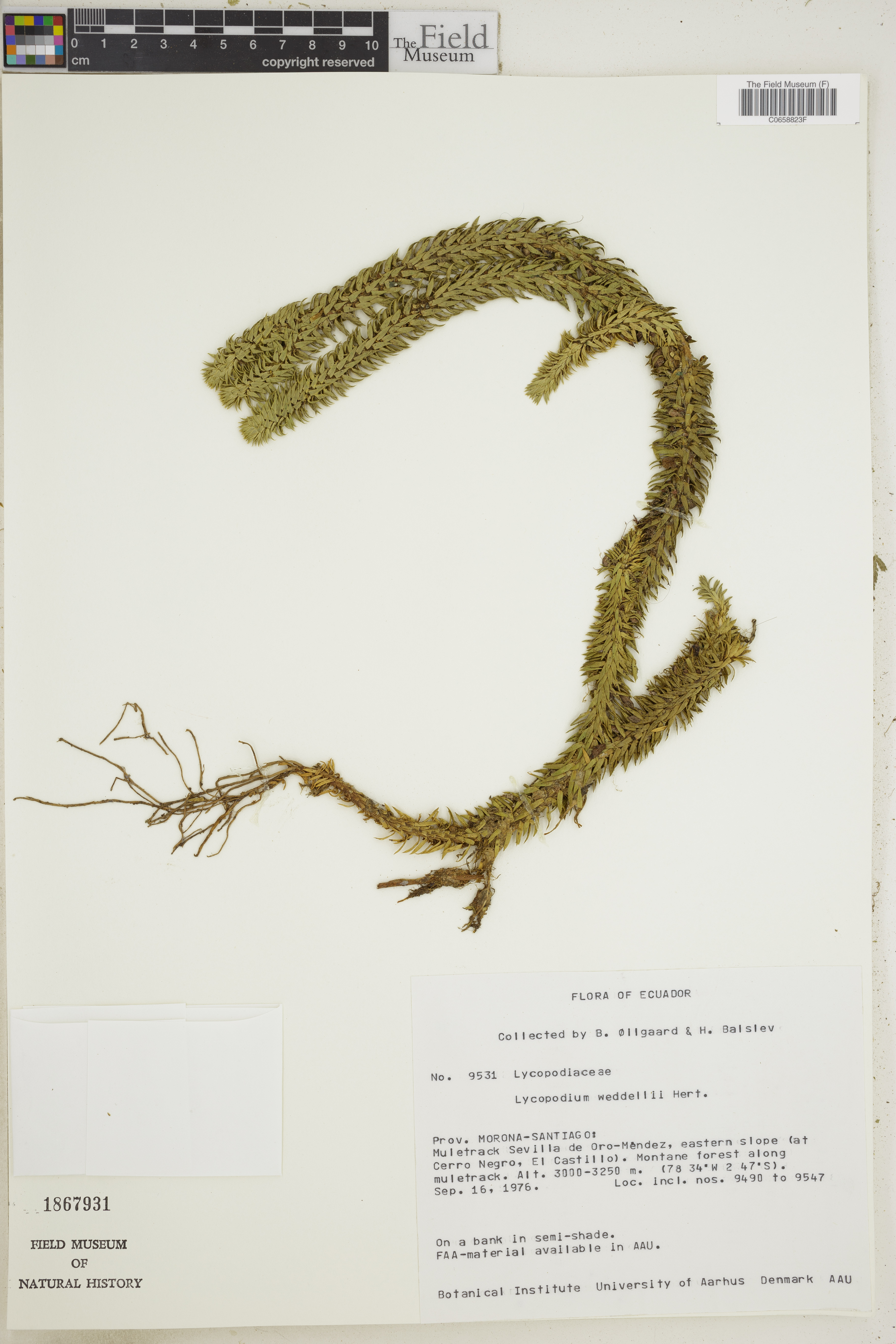 Lycopodium weddellii image
