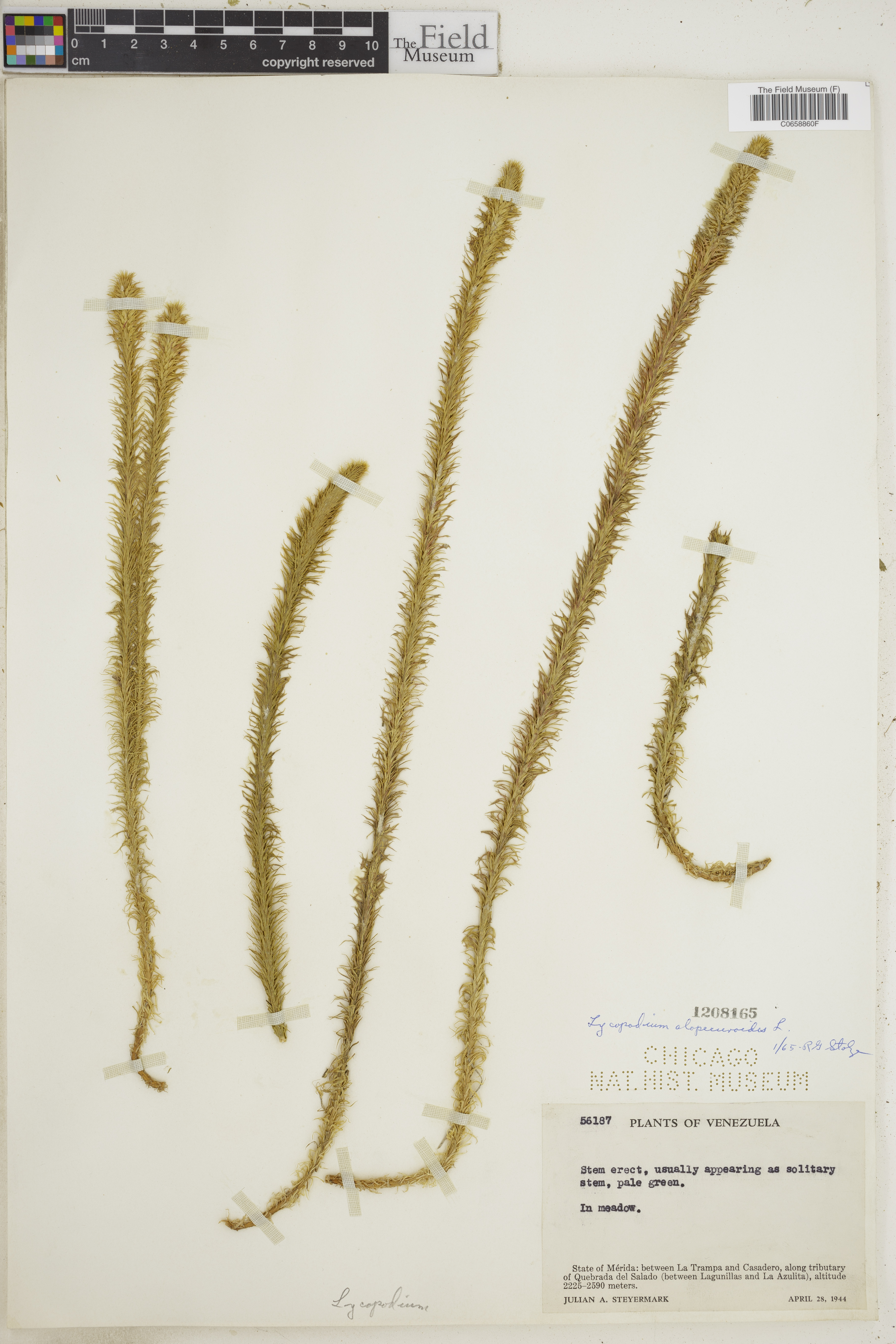 Lycopodium alopecuroides image