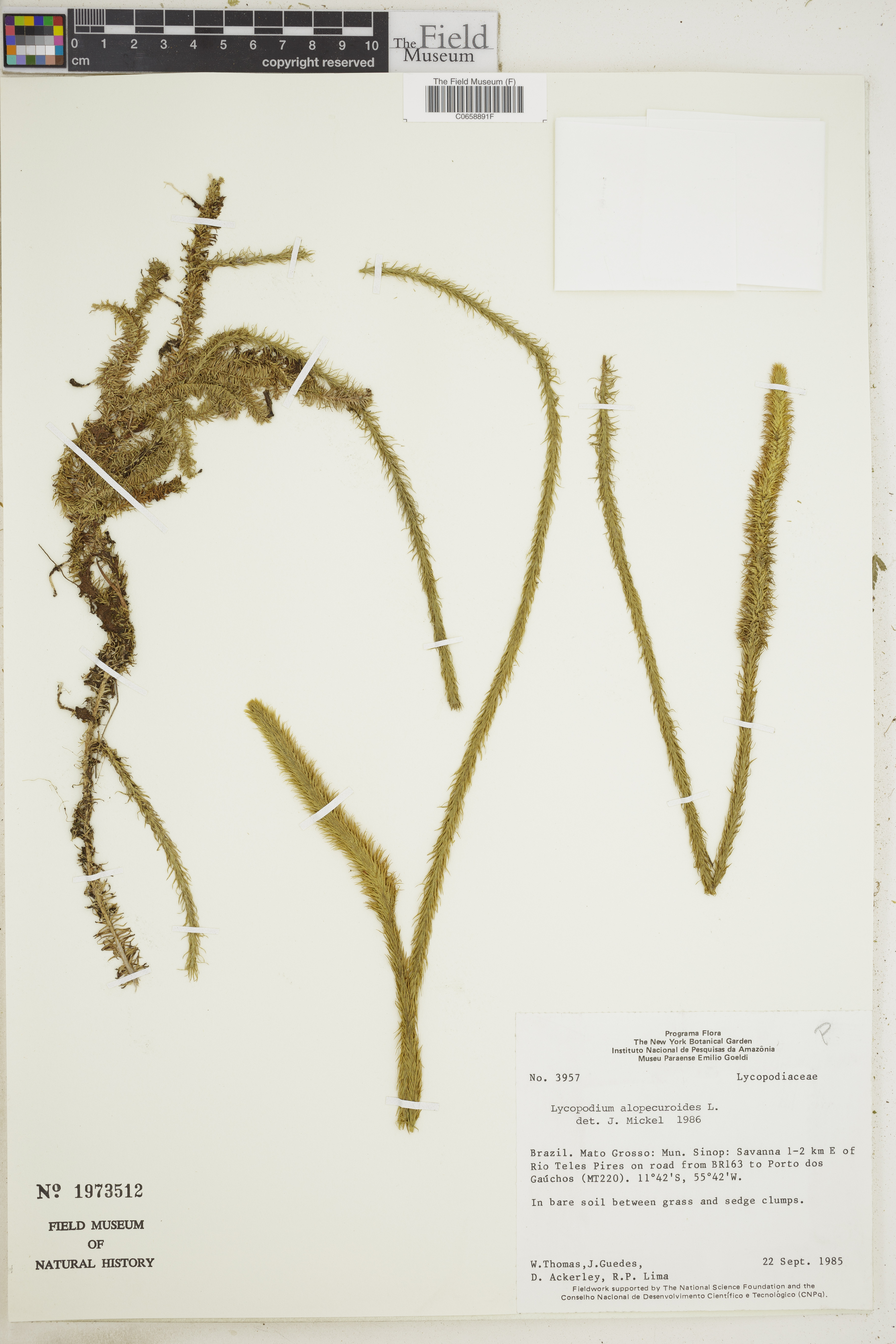 Lycopodium alopecuroides image