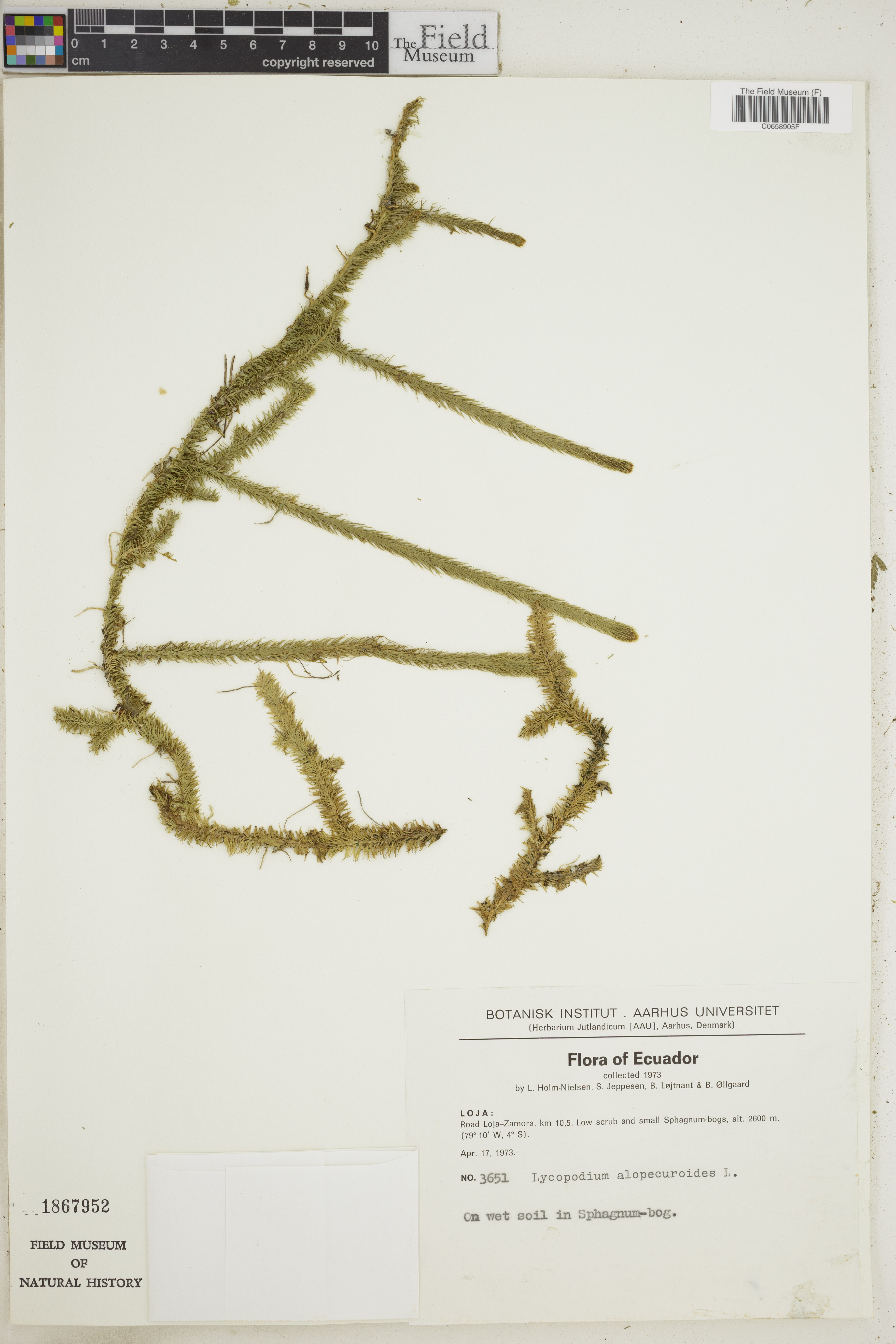 Lycopodiella alopecuroides image