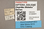 3130441 Diogmites bilobatus PT labels IN