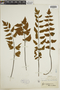 Hemionitis tomentosa image