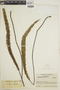 Jamesonia verticalis image