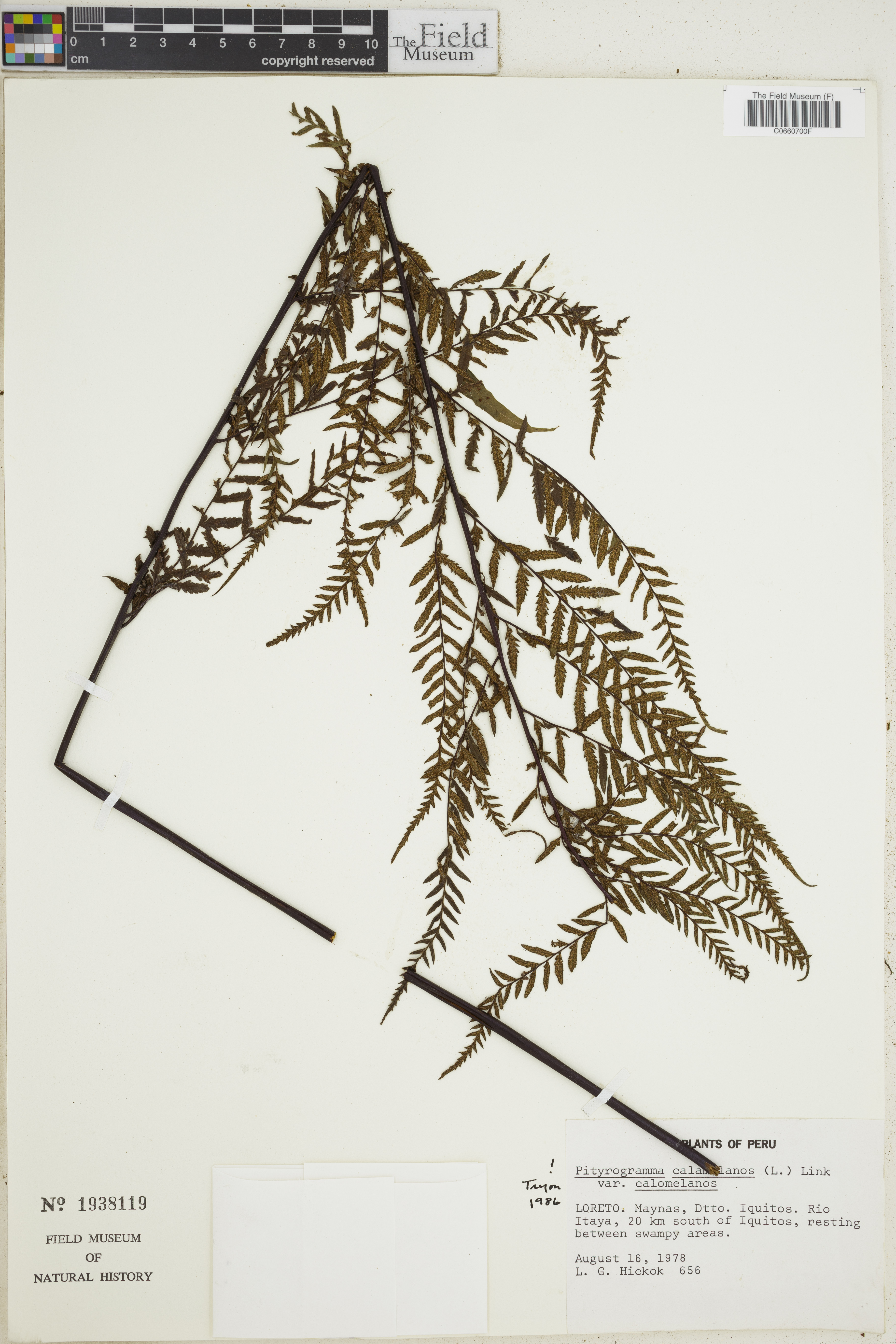 Pityrogramma calomelanos var. calomelanos image