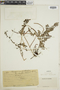 Pityrogramma ornithopteris image