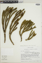 Huperzia brevifolia image