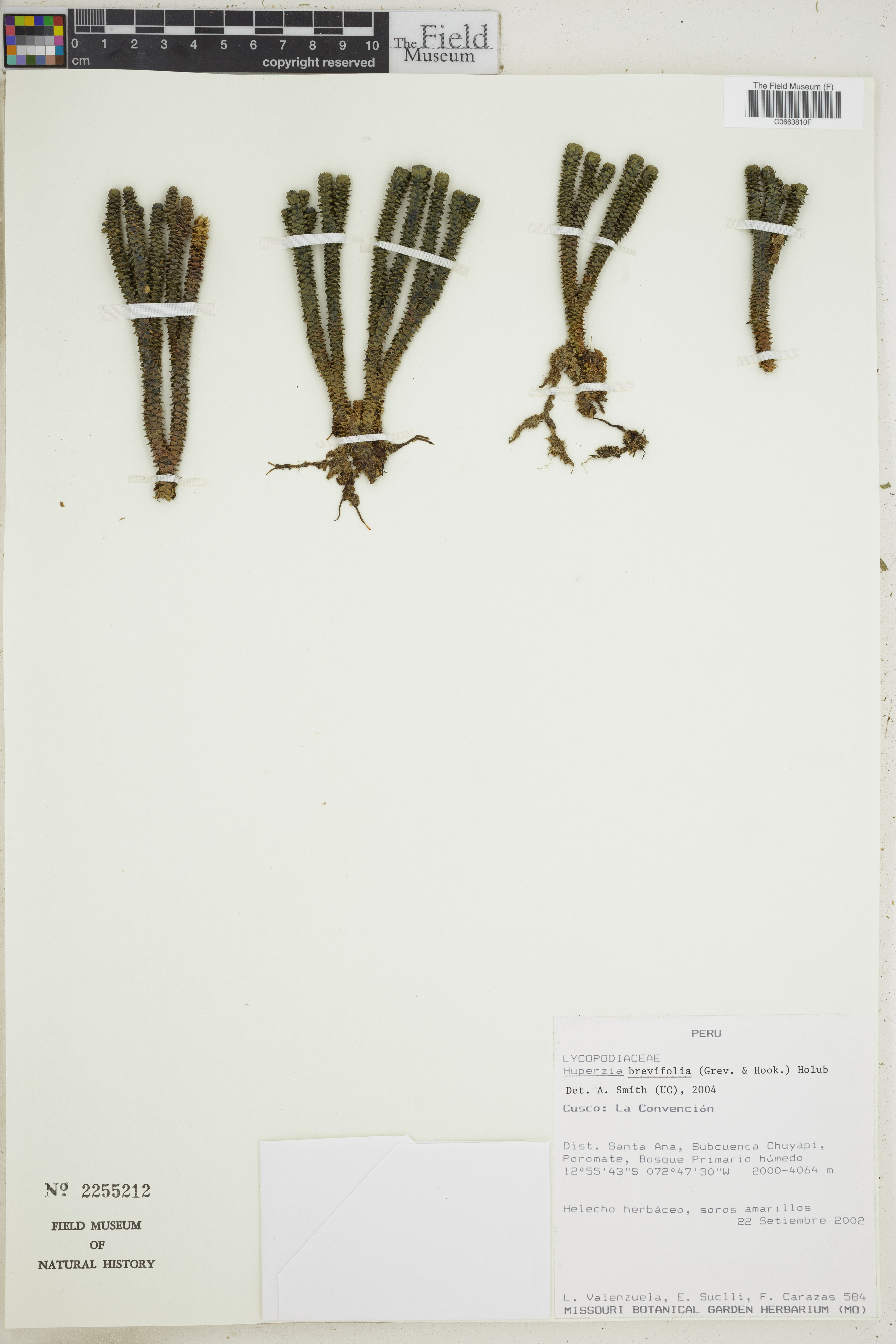 Huperzia brevifolia image