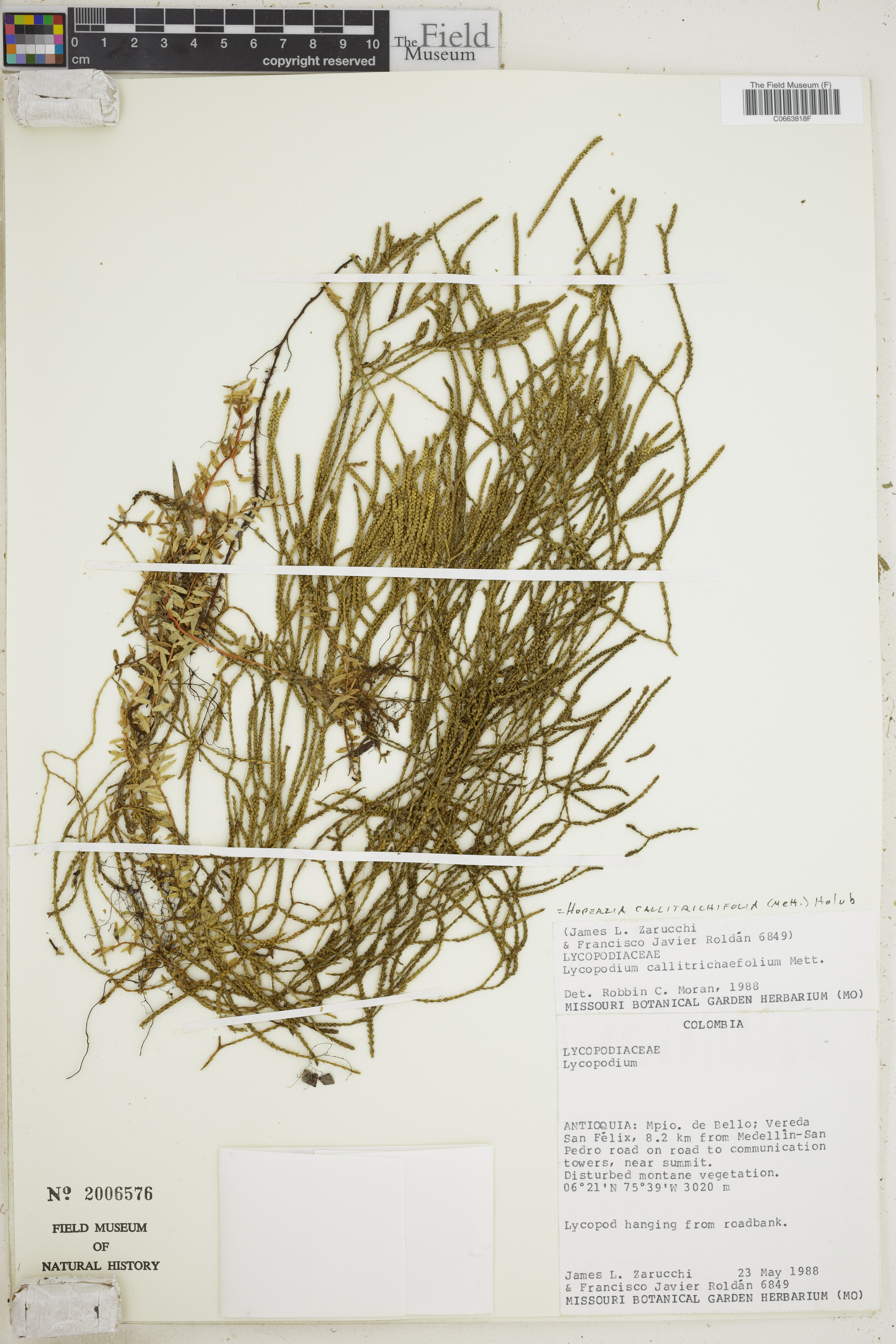 Huperzia callitrichifolia image