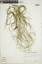 Lycopodium curvifolium image