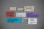 3048325 Stenus stigmatipennis ST labels2 IN