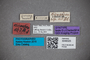 3048325 Stenus stigmatipennis ST labels IN