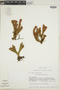 Lycopodium rufescens image