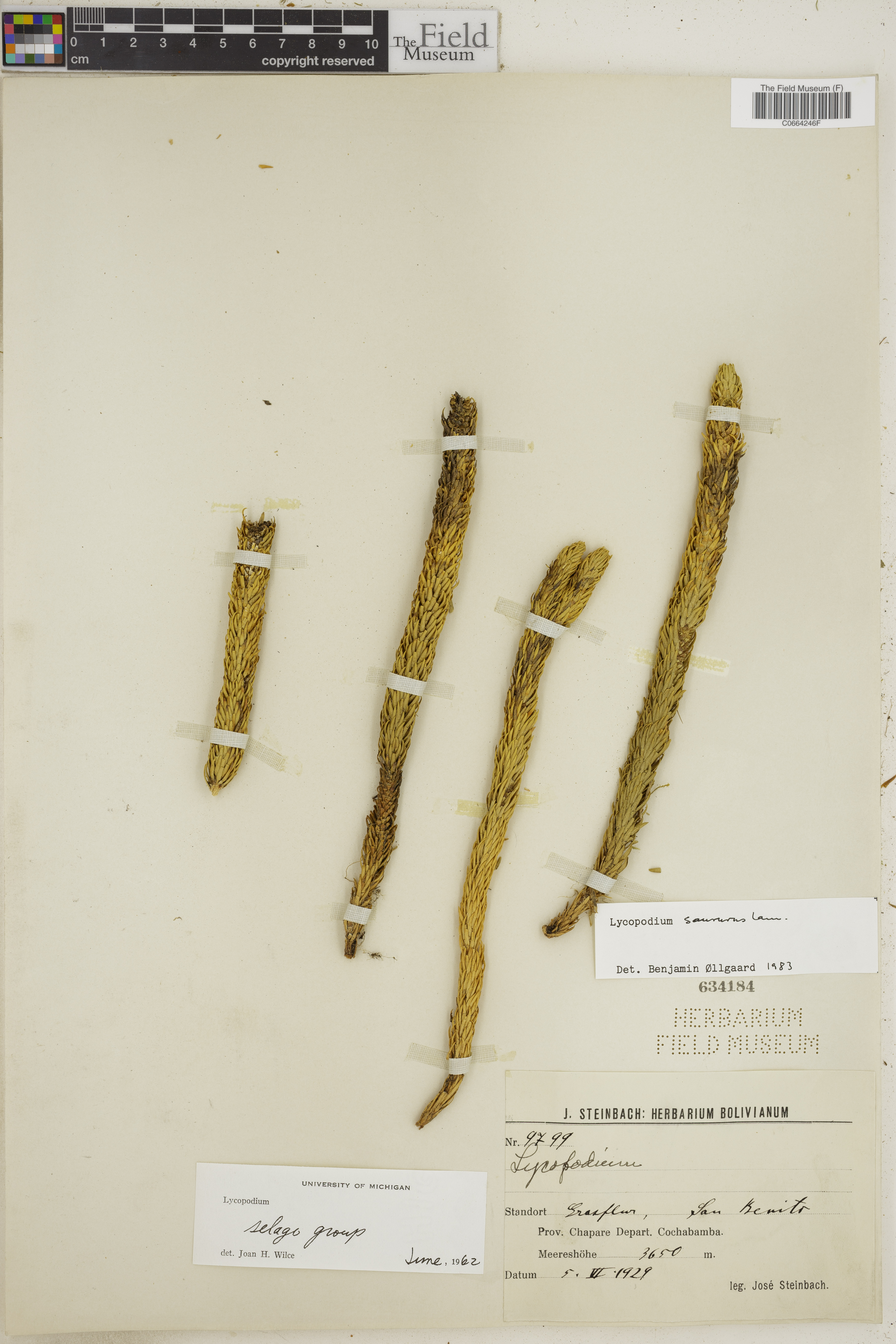 Lycopodium saururus image