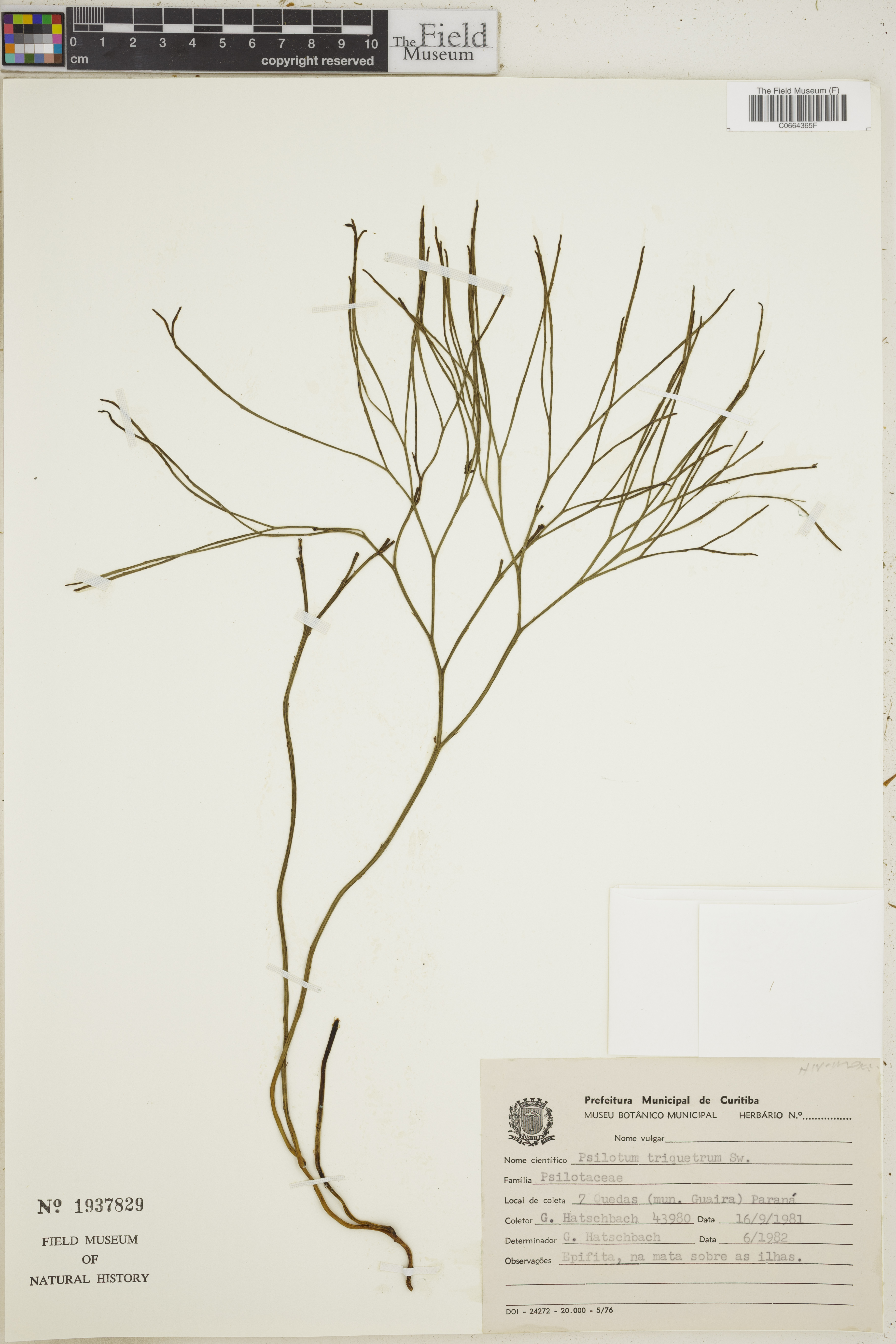 Psilotaceae image