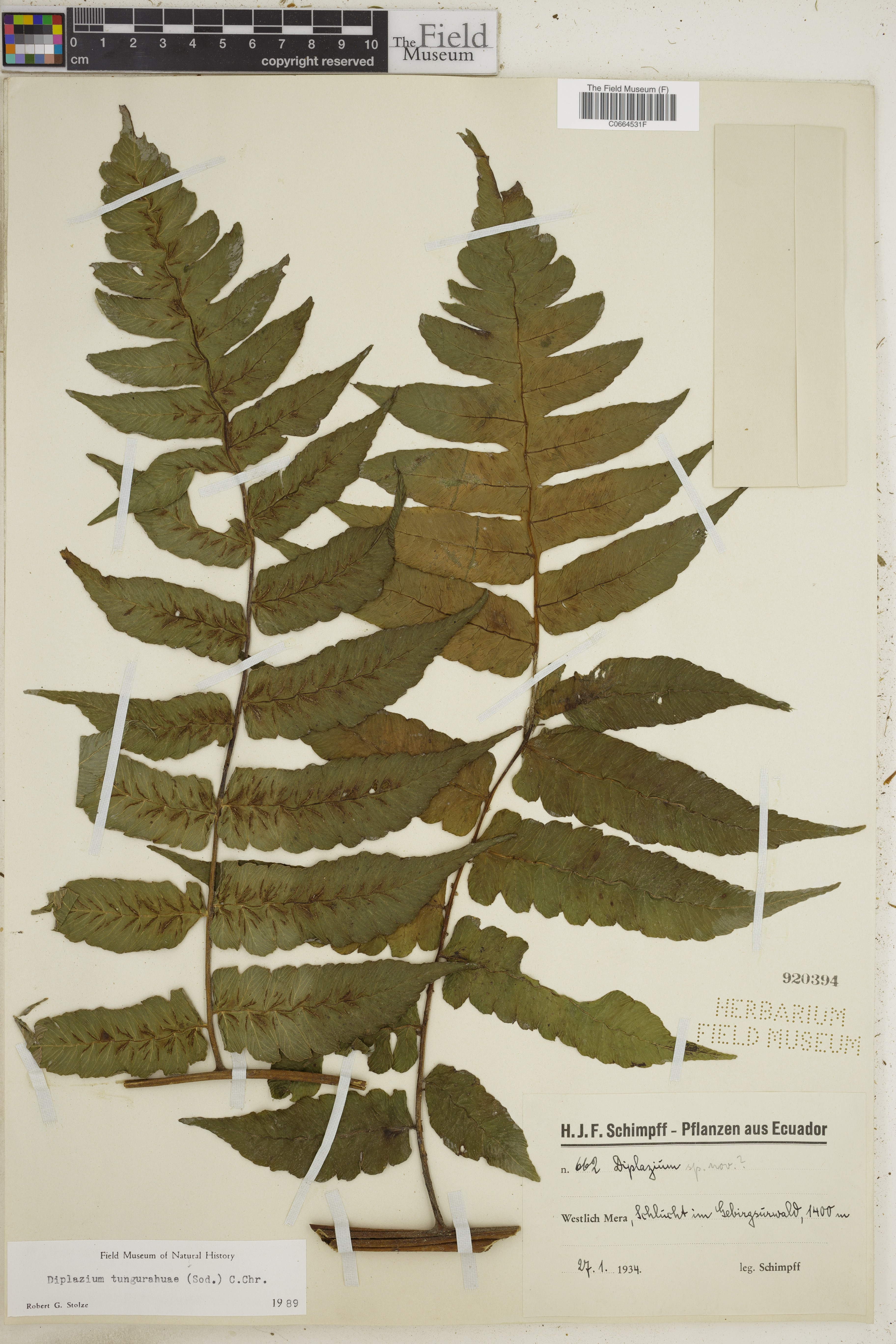 Diplazium tungurahuae image
