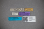 3048331 Stenus subcoeruleus HT labels IN