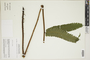 Ferns From Past to Present, funded by the Institute of Museum and Library Services (Award No. MA-30-13-0544-13).