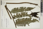 Ferns From Past to Present, funded by the Institute of Museum and Library Services (Award No. MA-30-13-0544-13).