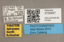 3130457 Apiocera hurdi PT labels IN