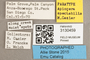 3130459 Apiocera spectabilis PT labels IN