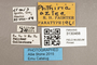 3130468 Phthiria aztec PT labels IN
